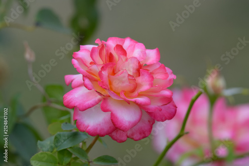 фотографія rose de couleurs rose fluo