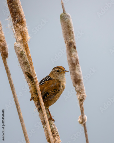Canvastavla Marsh wren bird standing on a cattail stalk in a wetland area during daytime
