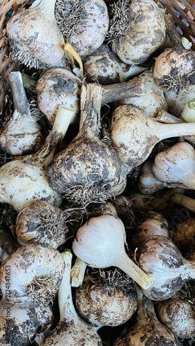 Freshly Harvested Unwashed Garlic Bulbs with Soil and Roots – Close Up Texture