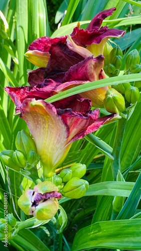 Withering Burgundy Daylily Flowers with Green Buds – Garden Close Up