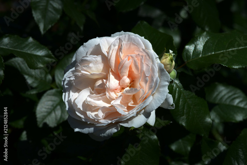 Obraz na płótnie ルイーザ・ストーン バラの花