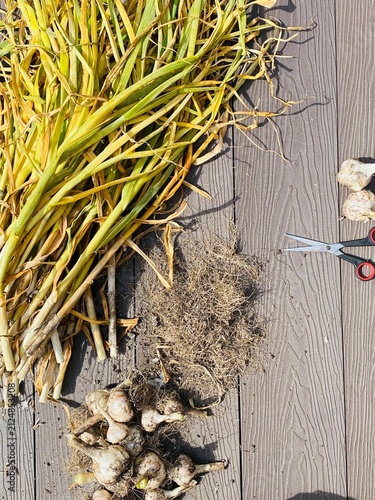 Garlic Harvest Processing: Bulbs, Dried Stems, Cut Roots and Scissors on Wooden Deck – Top View