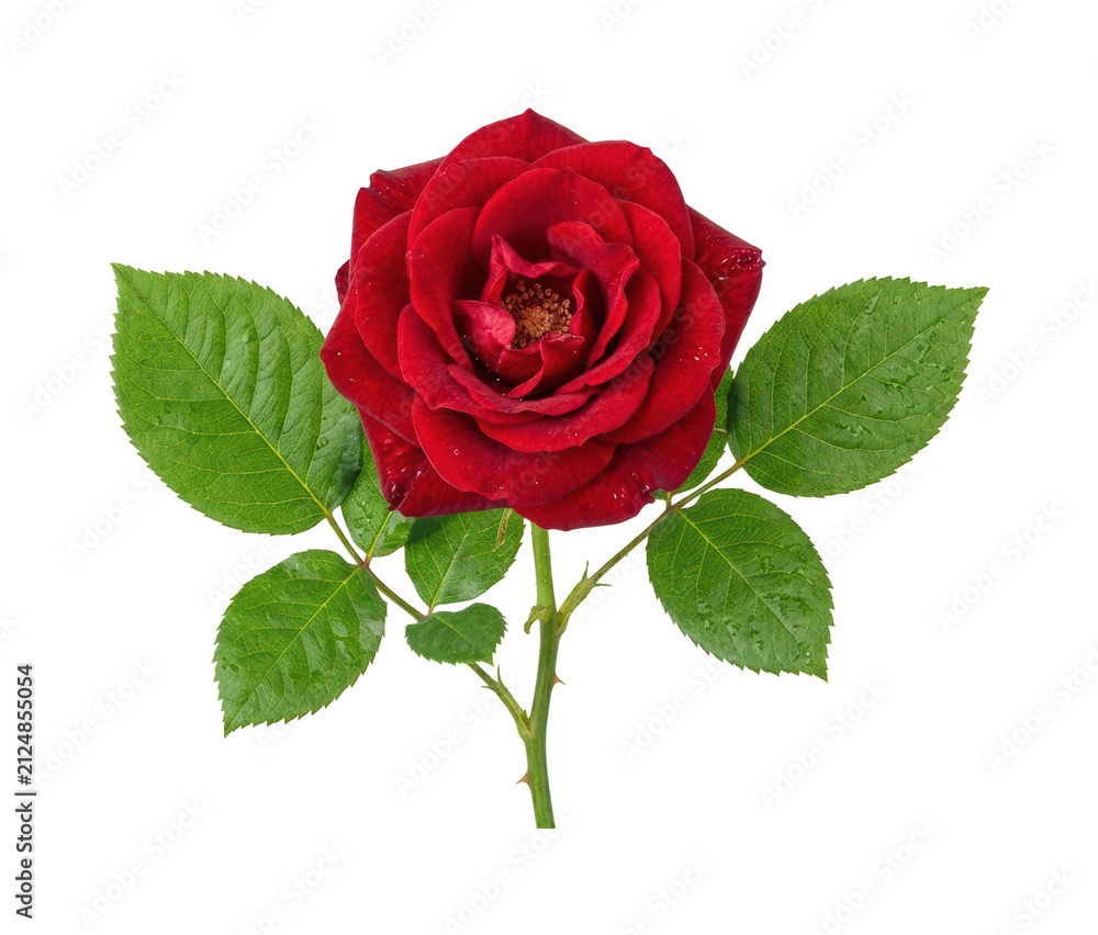 Naklejka premium Vibrant red rose png Elegant crimson flower cutout Beautiful blooming rose png Classic floral stem cutout Romantic garden rose png Detailed isolated transparent background image