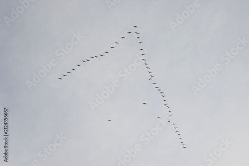 Birds are flying in a V shape formation in the sky during a cloudy day