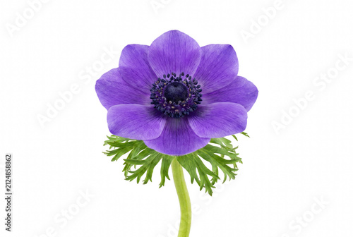 Cuadro en lienzo Vibrant blooming purple anemone flower with green leaves