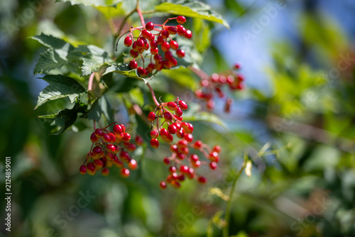 Viburnum opulus red berries in summer - guelder rose- european cranberry bush- cramp bark