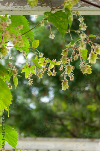 Green leaves of a hop