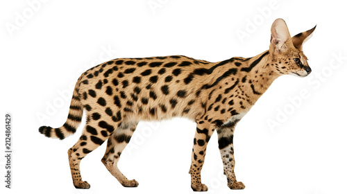 Photography Spotted serval cat with large ears standing, isolated on transparent background
