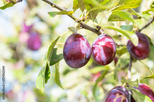 Foto Purple red ripening Jubileum plums with water drops hanging on branches of plum