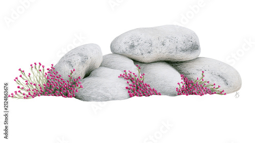 Photography Smooth grey river stones with small pink flowering plants, isolated on transpare