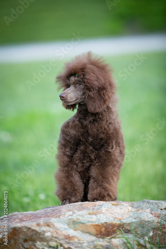 Chocolate Toy Poodle Sitting on Rock in Green Park