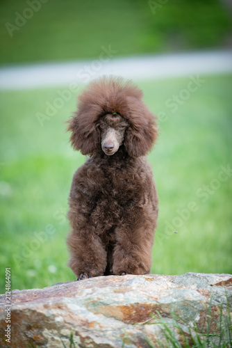 Chocolate Toy Poodle Sitting on Rock in Green Park