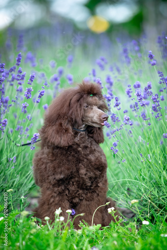 Chocolate Toy Poodle Sitting on Rock in Green Park