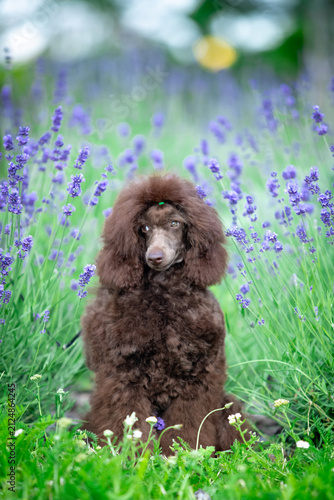Chocolate Toy Poodle Sitting on Rock in Green Park