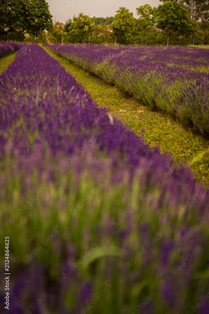 Obraz premium lavendel