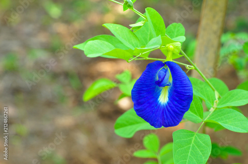 Blue Butterfly Pea Flower Blooming on Green Vine