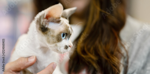 A Devon Rex kitten being held by a person, showing its distinctive appearance and curious expression