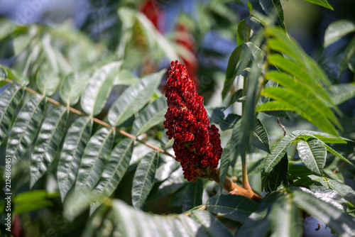 Staghorn sumac - Rus typhina in summer