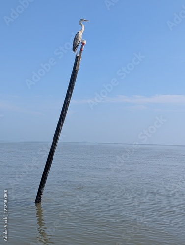 A grey heron (Ardea cinerea) perching on a pole in the sea