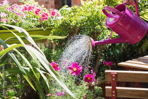 Person watering plants and summer flowers on balcony