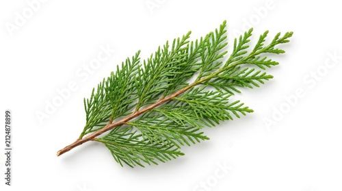 Green cedar branch isolated on a white background.