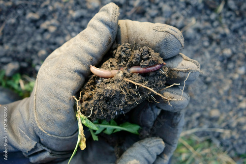 Man holds dark soil and an earthworm in gloved hands outdoors