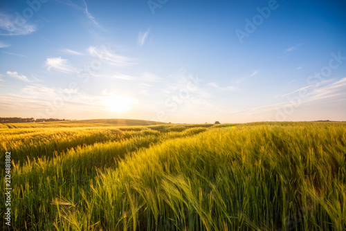 United Kingdom, Scotland, East Lothian, field of barley, Hordeum vulgare