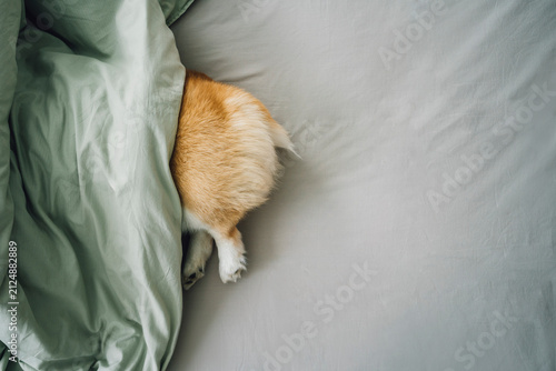 Rear of Corgi dog sticking out of duvet