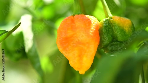 Yellow Trinidad Moruga Scorpion Pepper Chili growing in a garden, outdoor. One of the hottest peppers in the world, heat level 1,200,000 to 2,000,000 Scoville Heat Units (SHU). 