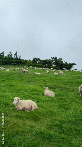Herd of sheeps grazing on the green hills in Daegwallyeong sheep farm in Pyeongchang-gun, Gangwon-do, South Korea. Cute and fluffy sheeps. Peaceful countryside life.