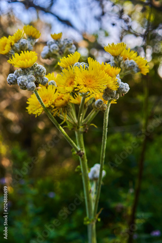 Obraz na plátne Endemic tree sow-thistle in bloom