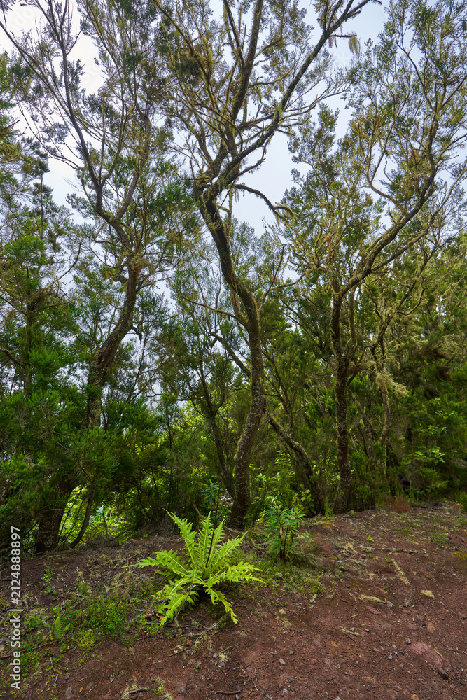 Fototapeta premium Laurel forest trunks in Teno