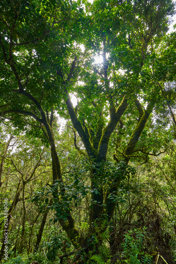Fototapeta premium Sunlight through the laurel forest