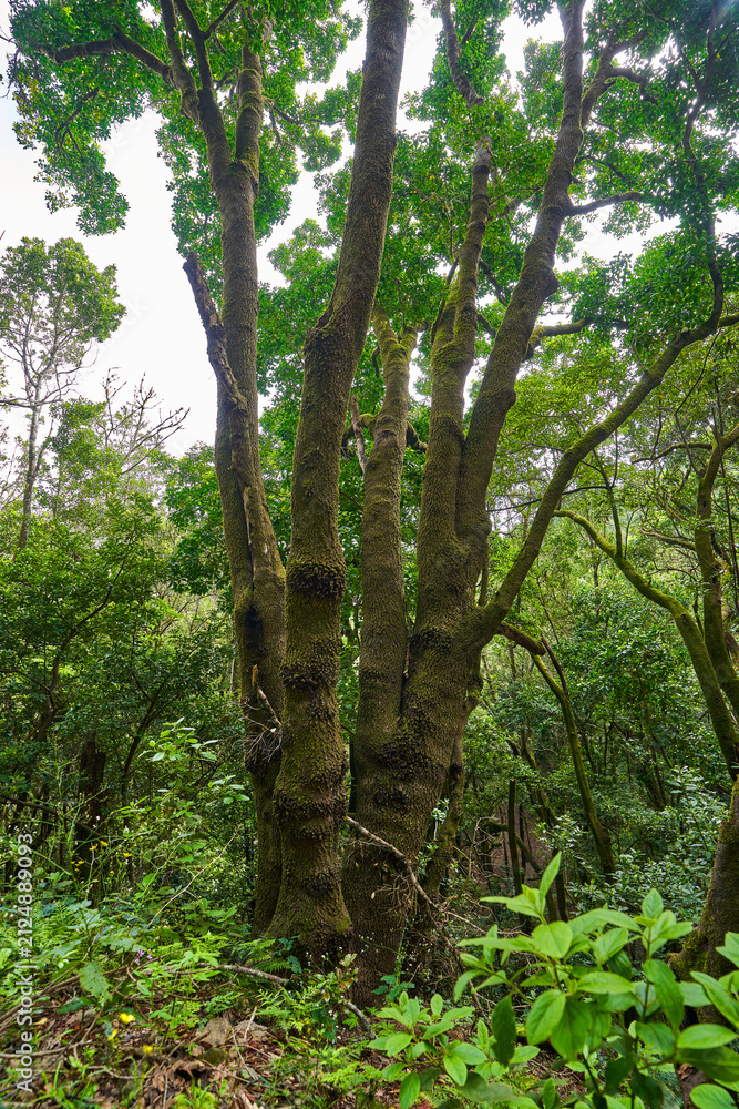 Fototapeta premium Sunlight through the laurel forest