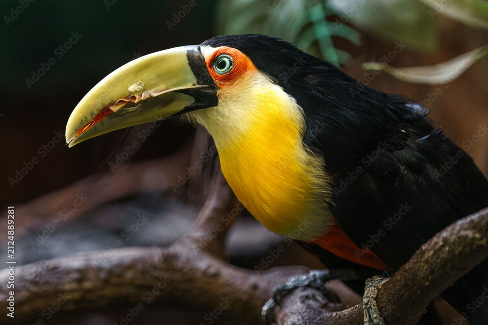 Obraz premium Green-billed toucan