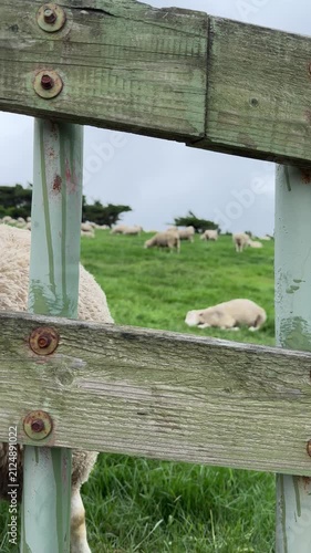 Close-up of a white sheep face hiding on the fence on the green hills in sheep farm. Cute and fluffy sheeps. Peaceful countryside life