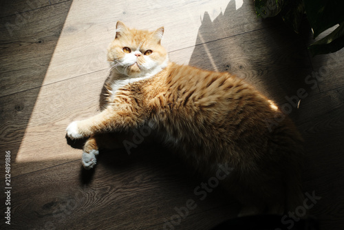 Foto Exotic shorthair cat enjoying sunlight on wooden floor