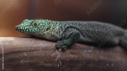 Naklejka Standing's day gecko