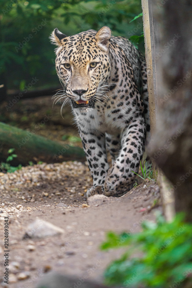 Naklejka premium Persian leopard