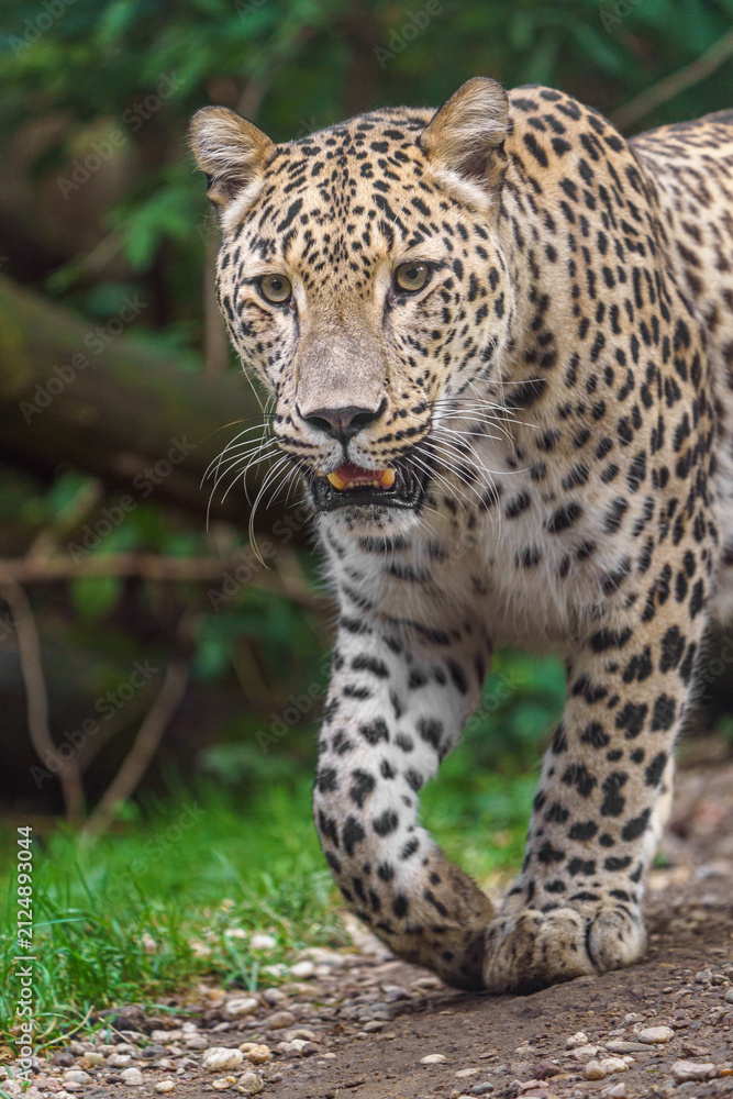 Naklejka premium Persian leopard