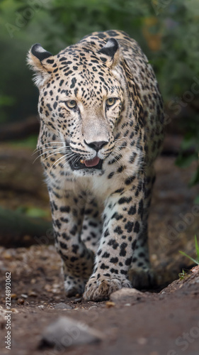 Photography Persian leopard