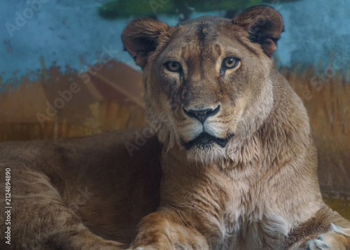 Canvas Print African lion