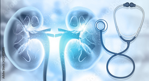 Human kidney anatomy model with a medical stethoscope representing nephrology and urology health. 3d illustration
