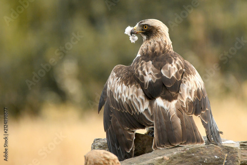 aguila calzada