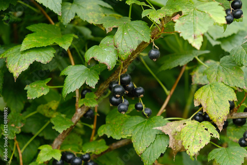 Blackcurrant bush with spotted, diseased leaves and ripe berries in a garden. Plant disease, crop stress, and fruit growing.