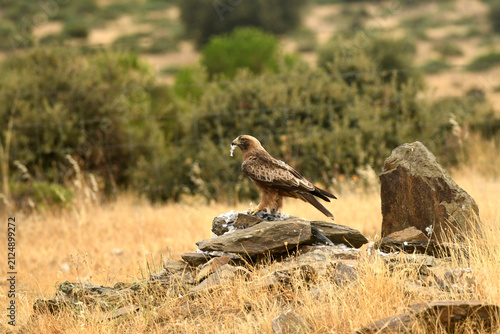 aguila calzada