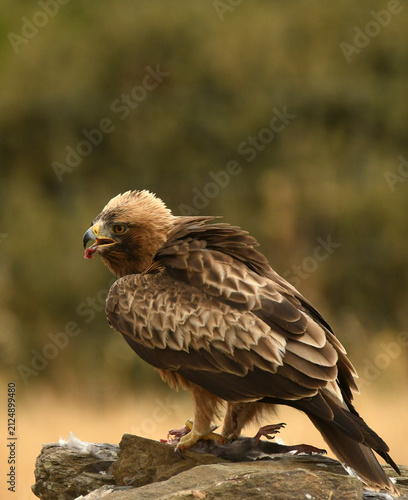 aguila calzada