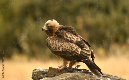 aguila calzada