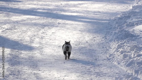 Rear view of a cat walking slowly on a snow-covered road in winter
