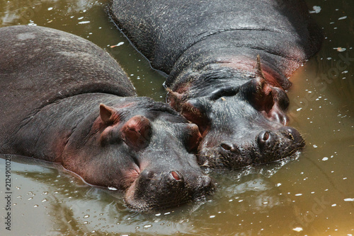 Two hippopotamuses submerged in murky water, showing their heads and ears